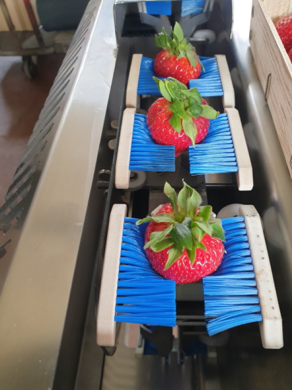 Erdbeerenverarbeitungsmaschine, entkelchen - halbieren
